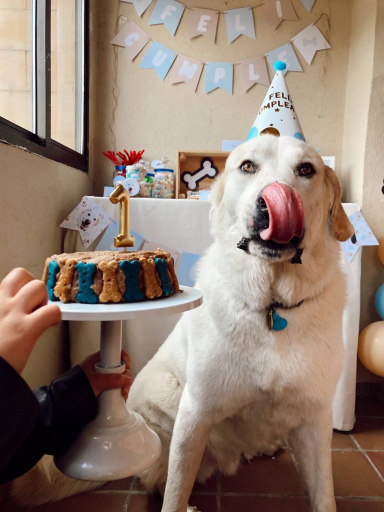 Fiestas para mascotas